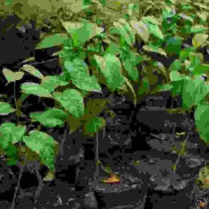 African Walnut Seedlings