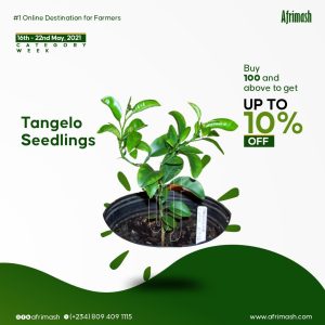 Sweet Orange Seedlings + Tangelo Seedlings (10% Discount | Category Week Offer)