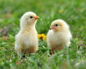 Commercial SAYED Broilers (Day-Old Chicks)