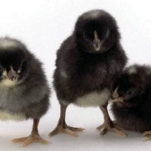 Nera Black Hens ? High-Performing Dual-Purpose Black Pullets