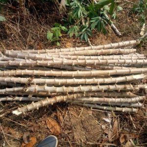 Cassava Cuttings (35 Stems/Bundle)