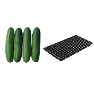 Offer: 5 Daewy cucumber Seeds (500 Seeds) + 4 Nursery SeedTrays(105 holes)