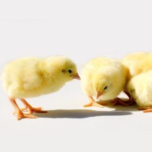 CHI Broiler | Commercial Arbor Acres Plus Day Old Broilers ? Carton of 50 Chicks