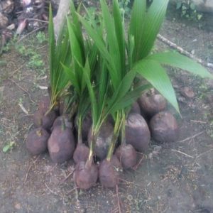 Dwarf Coconut Seedlings