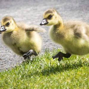 Goslings (Baby Geese | Day-Old | 1 Male&1Female)