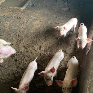 Healthy and Pure Landrace Pig Weaners