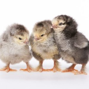 Brahma Day-Old Chicks (Mixed With Noiler Strain | 30 Chicks Per Carton)