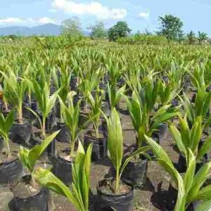 Malaysian Dwarf Coconut Seedling |Hybrid Agric (semi-dwarf) (Green or Golden)