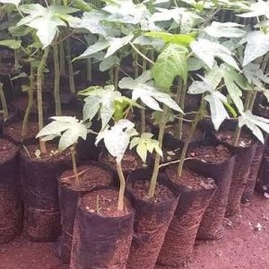PawPaw Seedlings | 1.5kg
