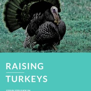 RAISING TURKEYS
