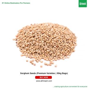 Sorghum Seeds (Premium Varieties | 1Kg |50kg Bags)