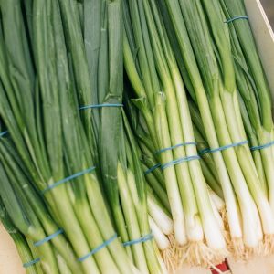 English Spring onions