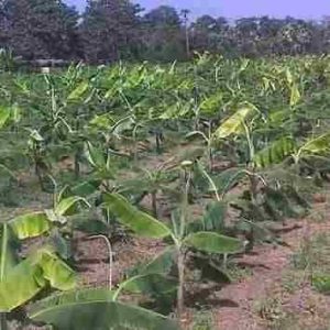 Treated Dwarf Hybrid Banana Suckers