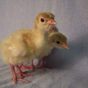 Nigerian Turkey Poults ? 40Pcs Per Carton (Full Carton | Half Carton)