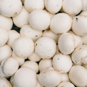 White button mushroom