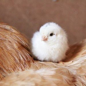 Day Old White Cockerel