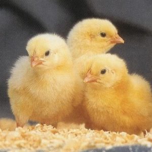 Zartech Broilers (Cobb 500)