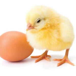 Fidan Day-Old Pullets | Full Carton