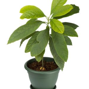Avocado Seedlings