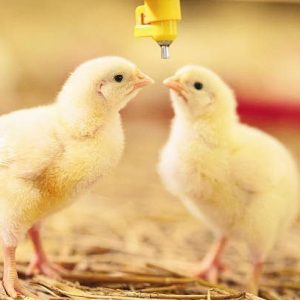Allschoolabs Farms Broiler | Commercial Day-Old Arbor Acres Plus Broilers