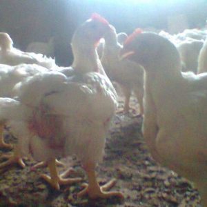 Excellent Starter and Finisher Formula for Great Broiler Weight (eBook) ? 2019 Edition