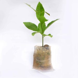 Brazilian Cashew Seedlings (Jumbo | Medium Varieties)