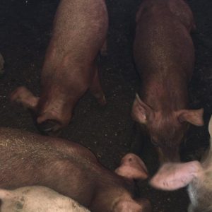 Duroc Pigs (Exotic Species | Weaners | Growers | Adults)