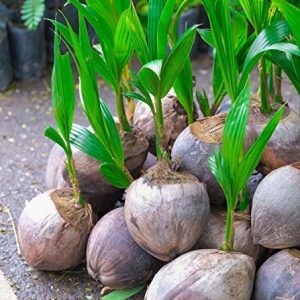 Coconut Seedlings (9 Months Seedlings | Hybrid | Dwarf Varieties)