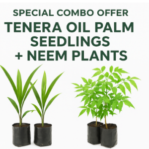 Special Offer: Tenera Oil Palm Seedlings + Neem Plants