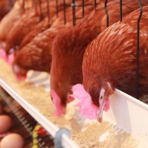 Egg Production Masterclass (Video Course | Achieve Over 90% Productivity | Lifetime Access)