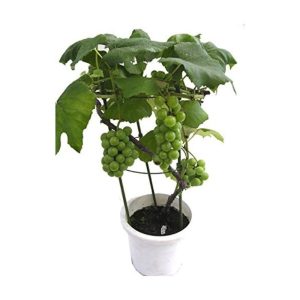 Grape Seedlings | Sweet | Shaddock