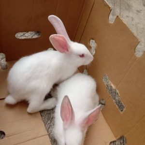 Hyla Rabbits (Commercial Breed | Weaners | Growers | Adults | 3 Females + 2 Males)