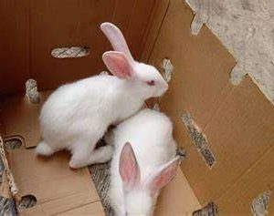 Hyla Rabbits- A Colony of 3 females,2 males [800g]