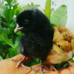 AMO Noilers (Commercial Dual-Purpose Day Old Chicks)