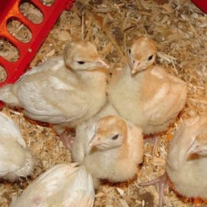 Foreign Turkey Poults promo ? 60Pcs + Free 15 pieces of cockerel