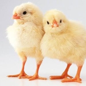 Farm Support Broilers (Commercial Day-Old Arbor Acres Plus)