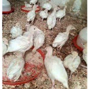 4-Week-Old Turkeys ? Superior Quality for Optimal Growth and Profitability (6 turkeys/Carton) (Foreign)