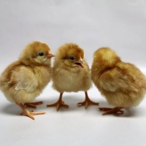 Zartech Pullet | ISA Brown Pullets