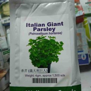 Italian Giant Parsley | Hybrid| 4g (1500 seeds)