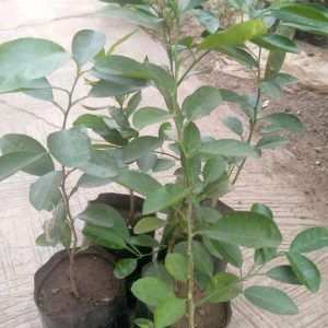 Lime Seedling