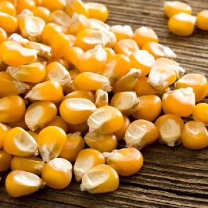 Sammaz Maize Seeds (Premium Varieties | 5kg | 50Kg) | Sammaz 75T | Sammaz 74 Tela