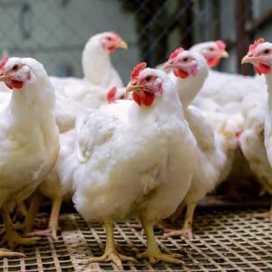 Raising Broilers Like a Pro Masterclass (Broiler Production Video Course | Lifetime Access)