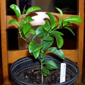 Budded Orange Seedlings (7-9 Months)