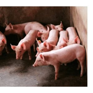 Large White Pigs