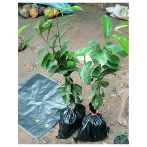 Soursop Seedling