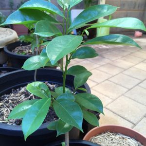 Sour-sop Seedlings