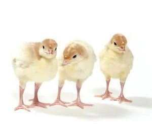 Foreign Turkey Poults ? 30Pcs Per Carton (Full Carton | Half Carton | One-Sixth Carton)