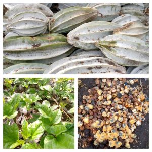Ugu Seeds | Seedlings | Pods