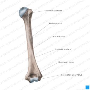 Bone: Humerus Per Pair, Rabbit(small).