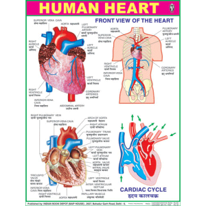 Chart: The Heart (medium)